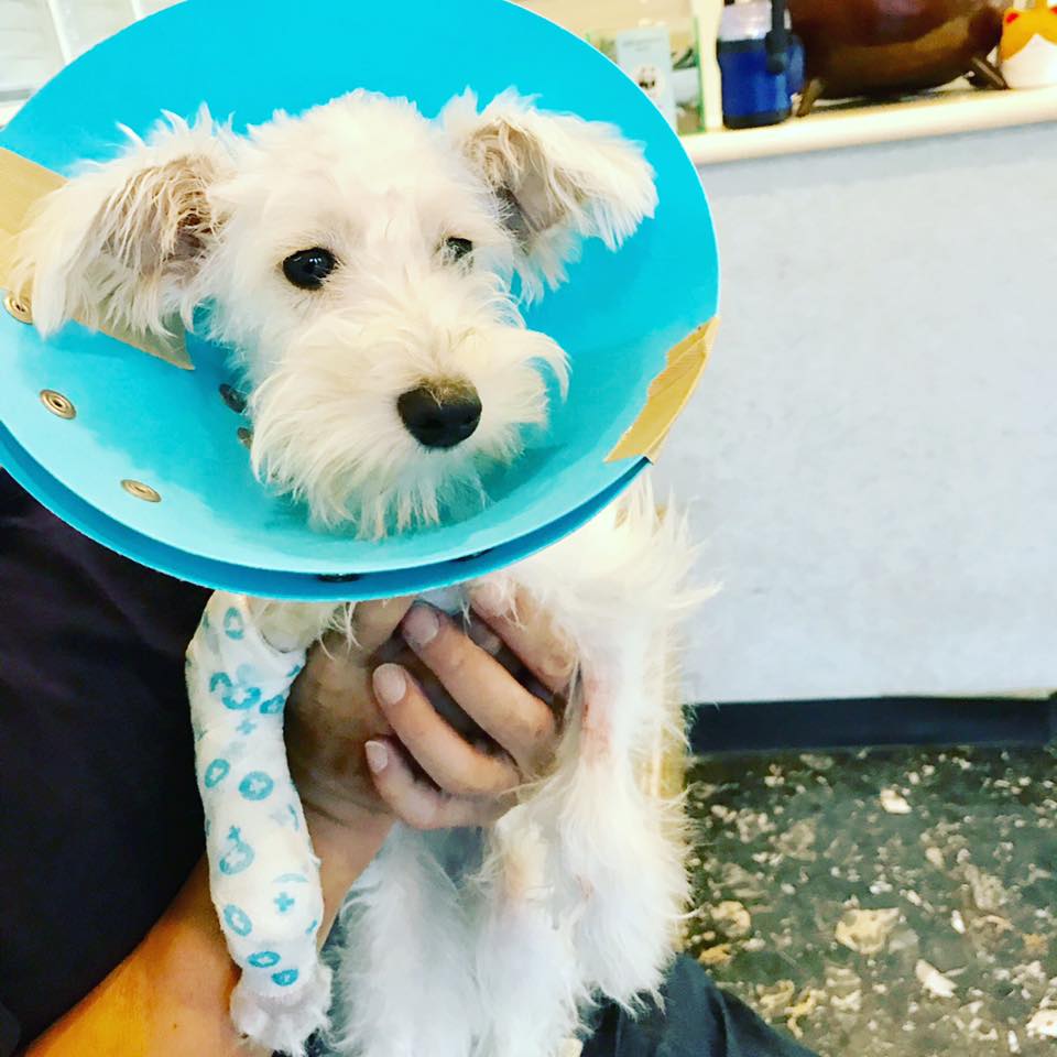 子犬が骨折してしまった。手術の方法と経過 ミックス犬シュナプーの骨折治療と多頭飼育奮闘記「ほぼシュナ」