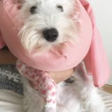 愛犬用のエリザベスカラーを手作りしてみたら、思いの他快適だった